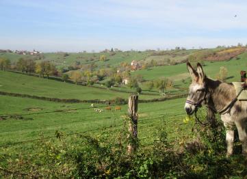 Rando âne en Bourgogne