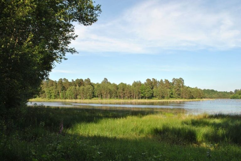 Foret d'Orleans © AVerger