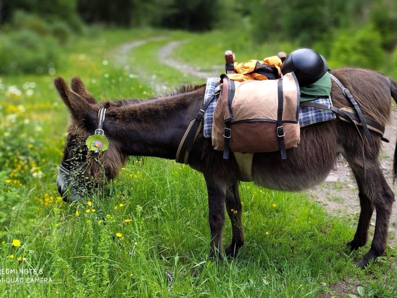 © roswitha.kepeklian