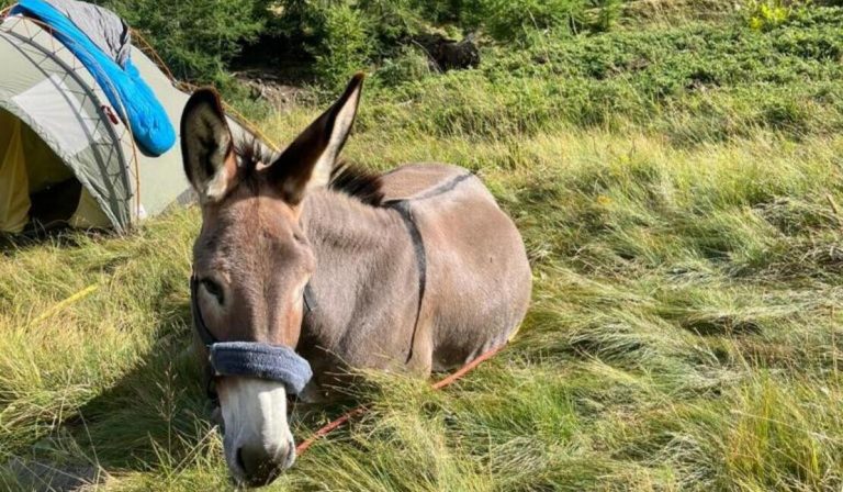 randonnee ane accompagnee dans le parc national des ecrins champsaur sejour montagne